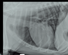 <p>Is this a normal or abnormal thorax? Describe what you're looking at in terms of opacity.</p>