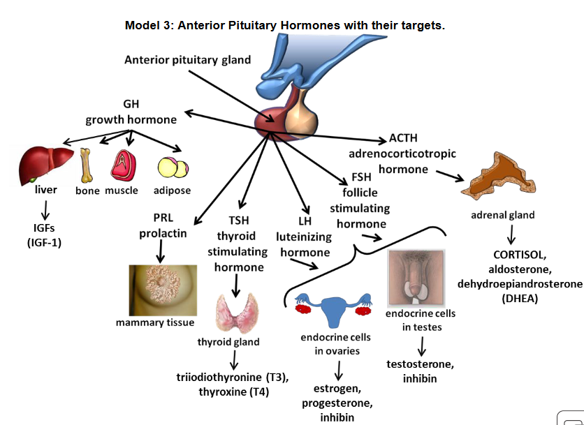 <p><span>Which anterior pituitary hormones are tropic hormones?</span></p>