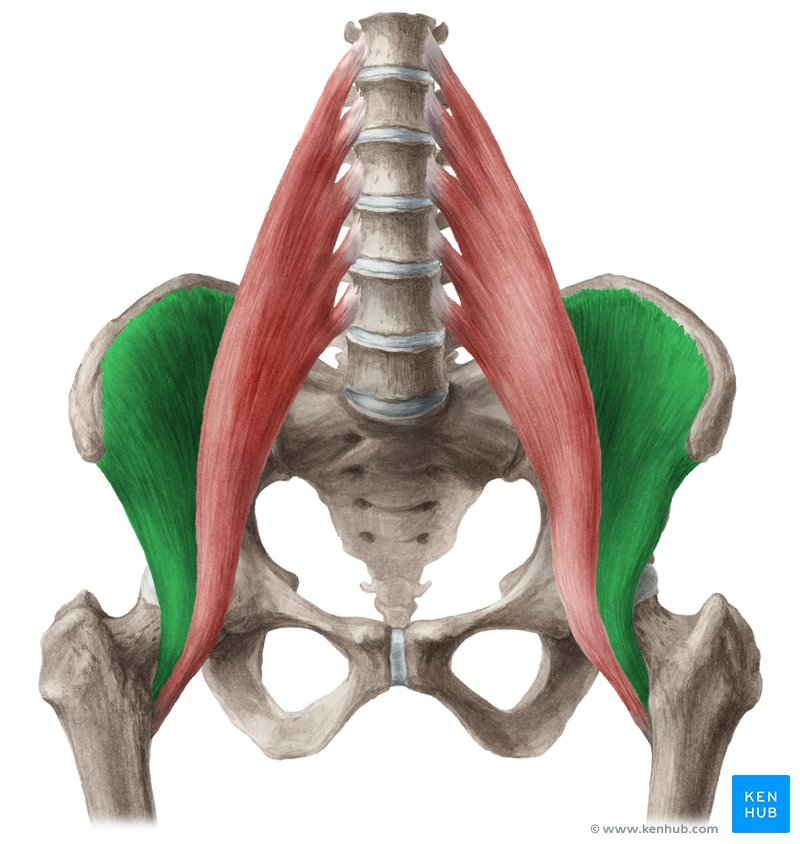 <p>origin: iliac fossa (of ilium)</p><p>insertion: lesser trochanter of femur</p>