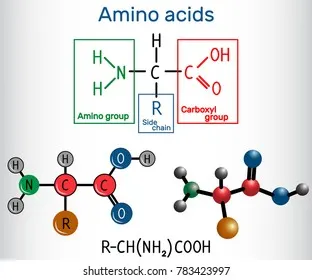 <ul><li><p>Amino Groups</p></li><li><p>Carboxyl Group</p></li><li><p>R group/side chain (what makes each amino acid unique and gives it it’s properties (ie. acidic, basic, polar neutral)</p><p></p></li></ul><p></p>
