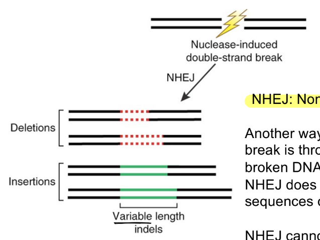 <p><strong>broken DNA ends are fused together</strong></p><ul><li><p>does NOT rely on <u>homologous sequences</u> or <u>donor templates</u></p></li></ul><p>result is called <strong><u>indels</u></strong>, where that will be variable in length</p><p>__________</p><p>summary of both DNA repair pathways:</p><ul><li><p>researchers can control <u>where DSB occurs</u> & <u>if donor template is given or not</u></p></li><li><p>while the cell ultimately deter. <u>which DNA repair pathway is used </u><span style="color: rgb(169, 161, 161);"><u>(to repair the break)</u></span></p></li></ul><p><u>HDR via SDSA </u>in <u>dividing </u>cells</p><p><u>NHEJ </u>in <u>dividing & nondividing</u> cells</p>