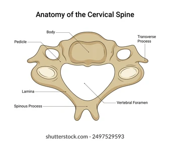 <p>transverse foramen </p>