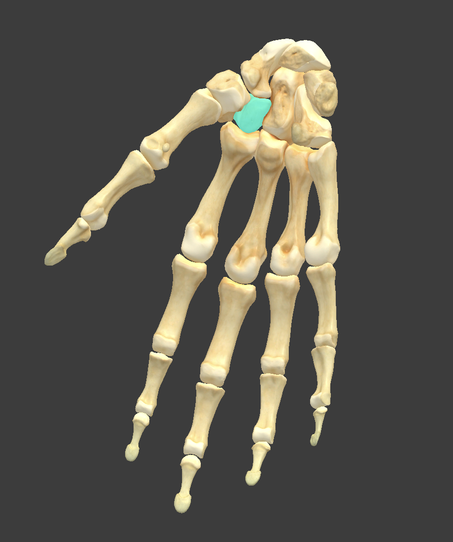 <p>What bone is highlighted?</p>