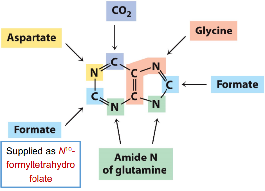 <p>Approximately the same in all organisms studied</p><p>• Glu provides most amino groups.</p><p>• Gly is precursor for purines</p><p>• Asp is precursor for pyrimidines</p><p>• Formate supplied as N<sup>10</sup>-formyltetrahydrofolate</p><p>Nucleotide pools kept low, so cells must continually synthesize them: may limit rates of transcription and replication</p>