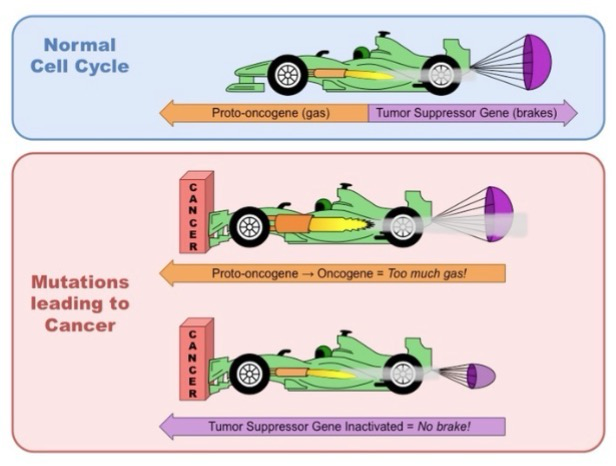 <p><strong>Tumor suppressor genes</strong>: Encodes regulatory proteins that normally inhibits cell division (Prevents cancer)</p><p><strong>Loss of function mutations </strong>favors excessive growth (Via signaling pathways like proteins or genetic pathways); Mutations in these genes are genetically recessive</p>