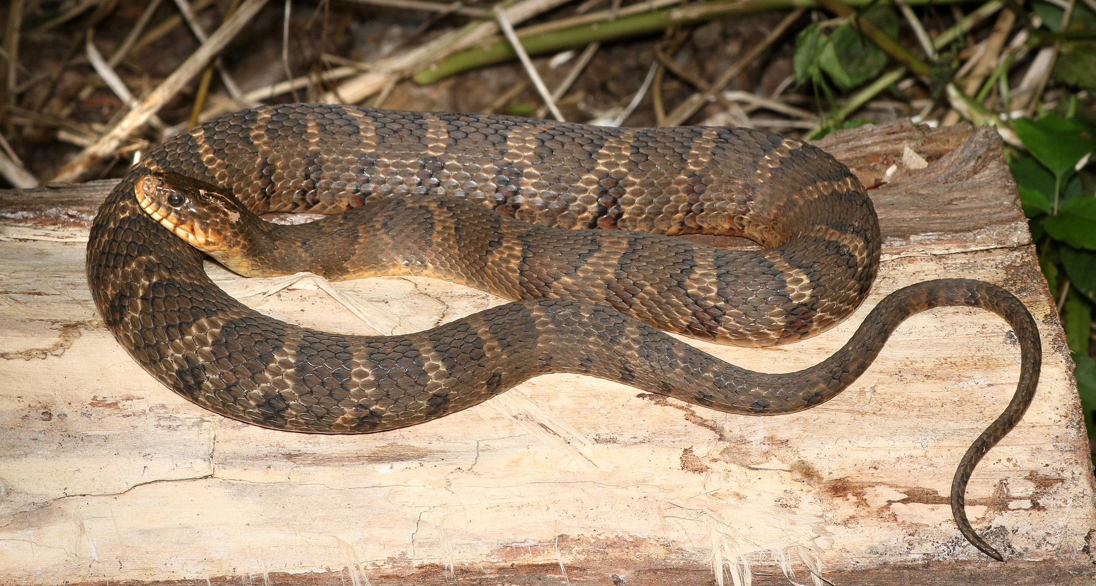 <p>Nerodia sipedon </p>