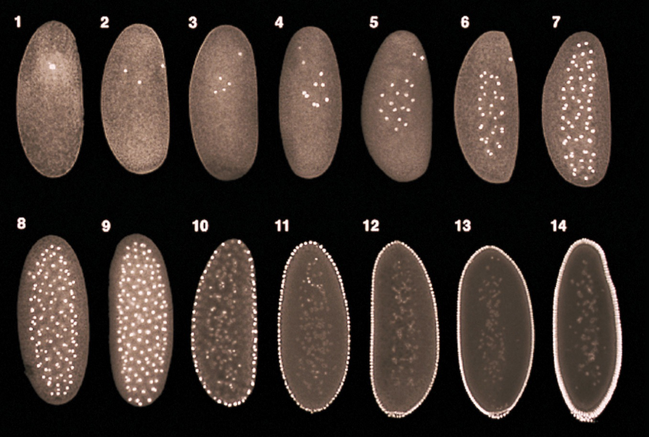 <p><strong><u>Cleavage</u></strong> in Drosophila:</p><ul><li><p>Within the span of hours, <u>the number of nuclei in the blastula progressively increase with each cell division</u></p></li></ul><ul><li><p>From the 1st-10th cell division, the nuclei divide and float around in the blastula</p></li><li><p>Around the 10th-11th cell division, the nuclei begin to migrate to the external surface of the blastula to form the <strong><mark data-color="yellow" style="background-color: yellow; color: inherit;">syncytial blastoderm</mark></strong> and the yolk concentrates in the interior of the blastula</p></li><li><p>From the 13th-14th cell division, a process of <strong><mark data-color="green" style="background-color: green; color: inherit;">cellularization</mark></strong> occurs, in which the cell membrane invaginates around each individual nuclei to form individual cells → this forms a <strong><mark data-color="yellow" style="background-color: yellow; color: inherit;">cellular blastoderm</mark></strong> (does <u>not</u> contain syncytium, but rather individual cells)</p></li></ul><p></p>