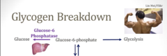 <p>Dependent on the tissue:</p><p>- Muscle: Lacks Glucose-6-Phosphatase; cannot convert G6P → Glucose // Shunted towards glycolysis for energy inside the cell</p><p>- Liver: Has Glucose-6-Phosphatase; can convert GP6 → Glucose to be released to maintain blood sugar levels during times of fasting, used by other tissues</p>
