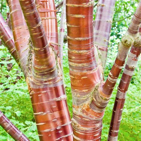 <p>Decorative Stems</p>