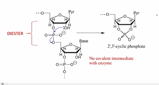 <p>RNAse A</p><ul><li><p>-OH group on ribose sugar attach the phosphodiester bond and generates a cyclic intermeidate.</p></li><li><p>WATER regenerates the non-cyclic compound by acting as a nuc</p></li><li><p>NO covalent int. with enzyme</p></li></ul><p></p><p></p>
