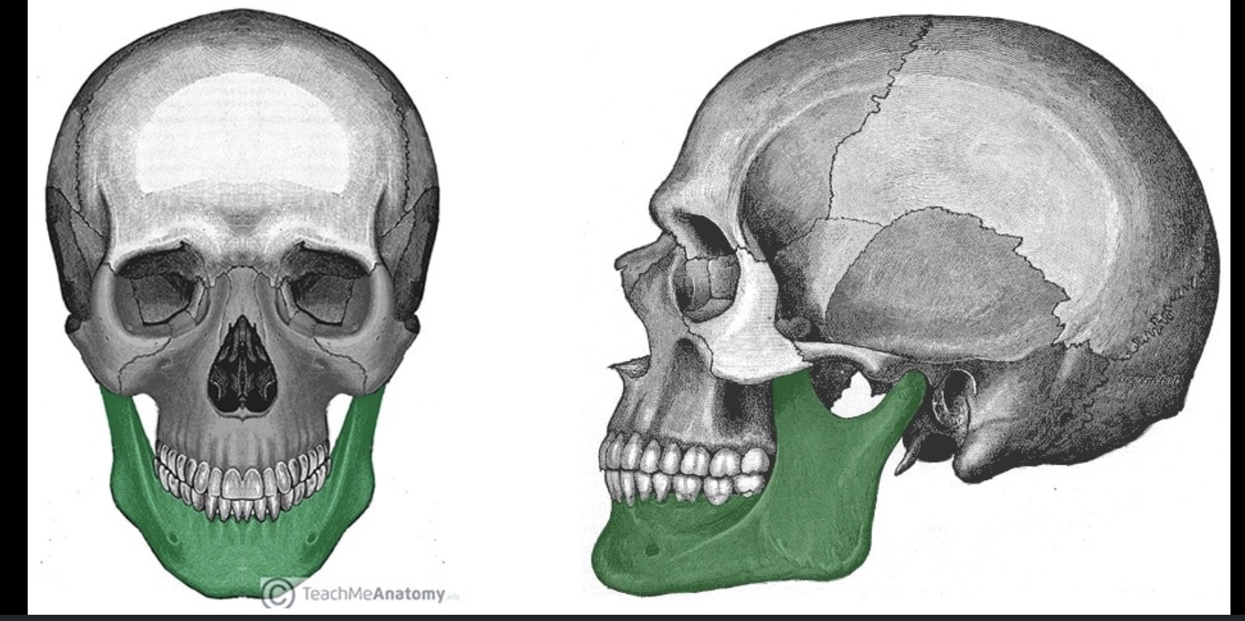 <p>Lower jaw</p>