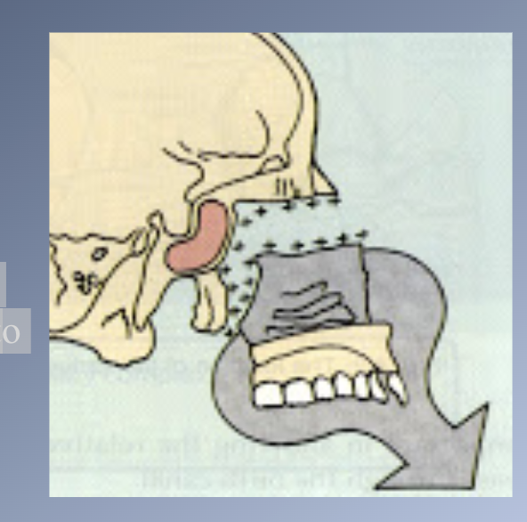 <p><span>Active growth</span><br><span>1. Between ages 7-15, about two thirds of the total forward movement of the maxilla can be accounted for on active growth of the maxillary sutures in response to stimuli from the enveloping soft tissues.</span></p>