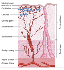<p>What are the characteristics of spiral arteries?</p>