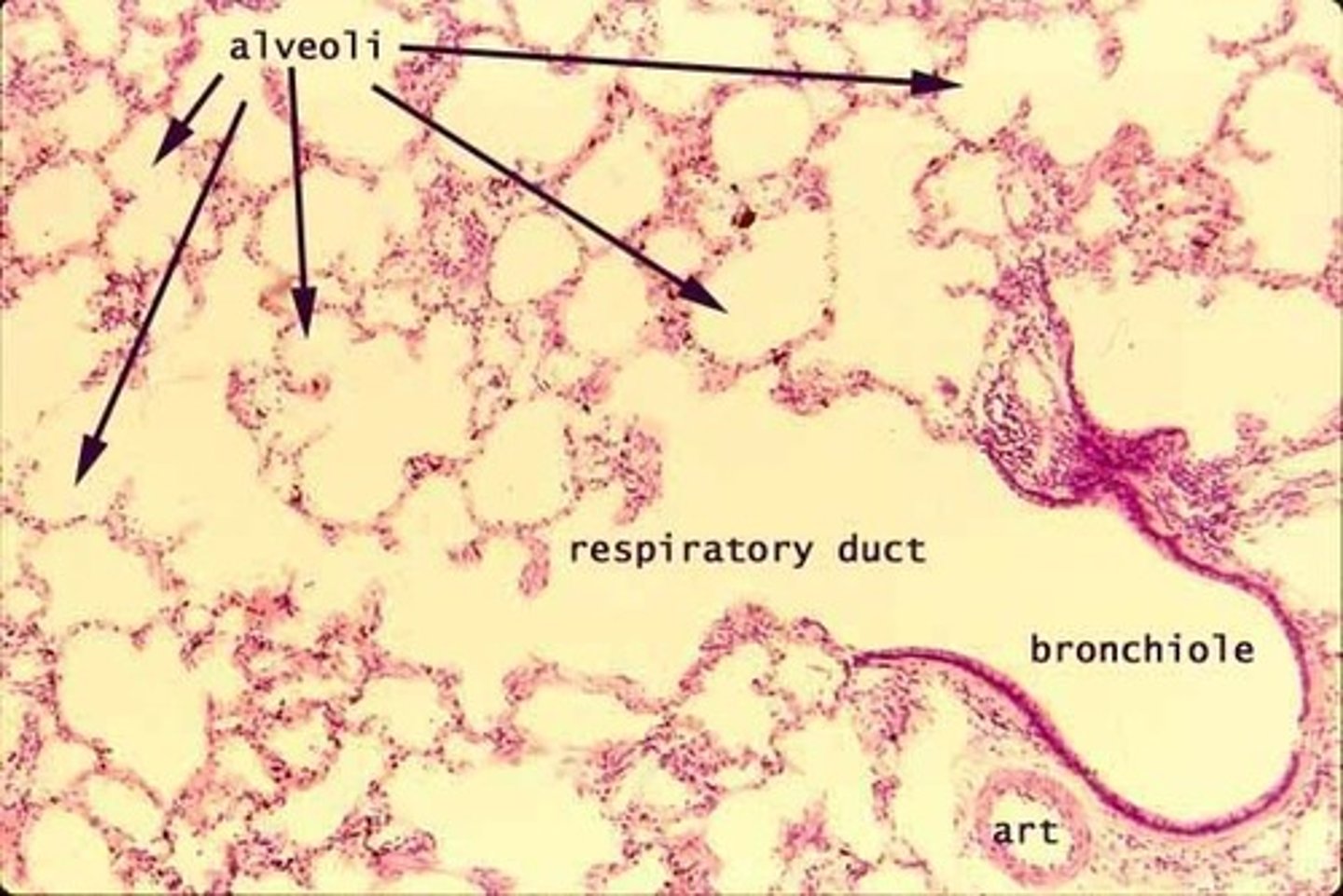 <p>Thin walls, air spaces (alveoli), lots of empty space</p>