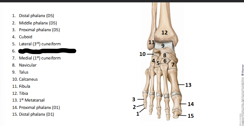 <p>What bone landmark of <strong>Foot?</strong></p>
