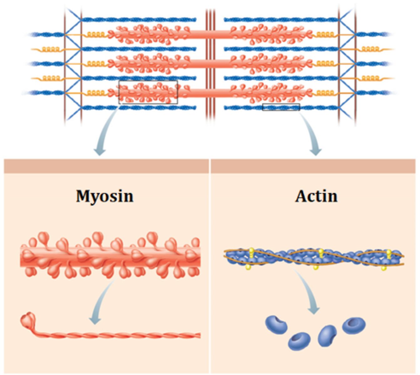 <p>actin &amp; myosin</p>