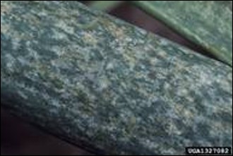 <p>Identify the…</p><ol><li><p>Plant that has been damaged</p></li><li><p>Insect that caused the damage</p></li><li><p>The order of the insect</p></li></ol><p></p>