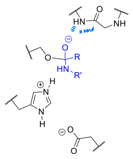 <p>what is the next stage in the serine protease mechanism</p><p>comment on the leaving group?</p>