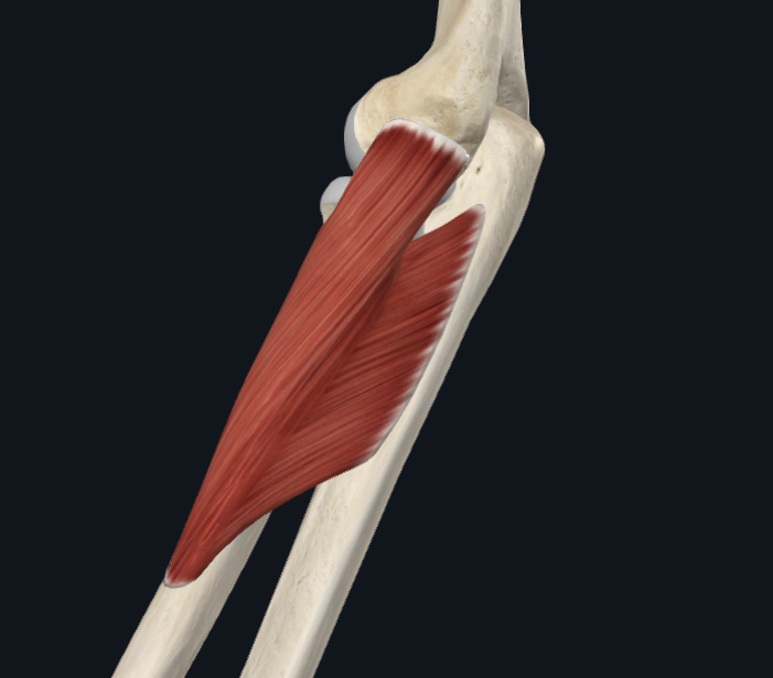 <p>Origin:</p><p>Insertion:</p><p>Innervation:</p><p>Main action:</p>