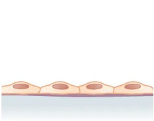 <p>What the shape and layer of this epithelial tissue?</p>