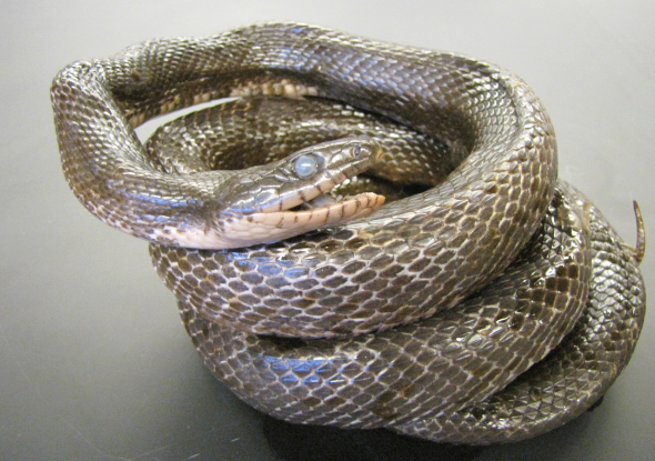 <p>Common name, Family, Scientific Name?</p>