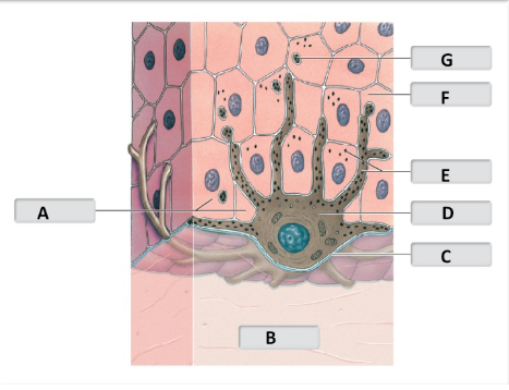 <p>match the melanocyte structure to letter F</p>
