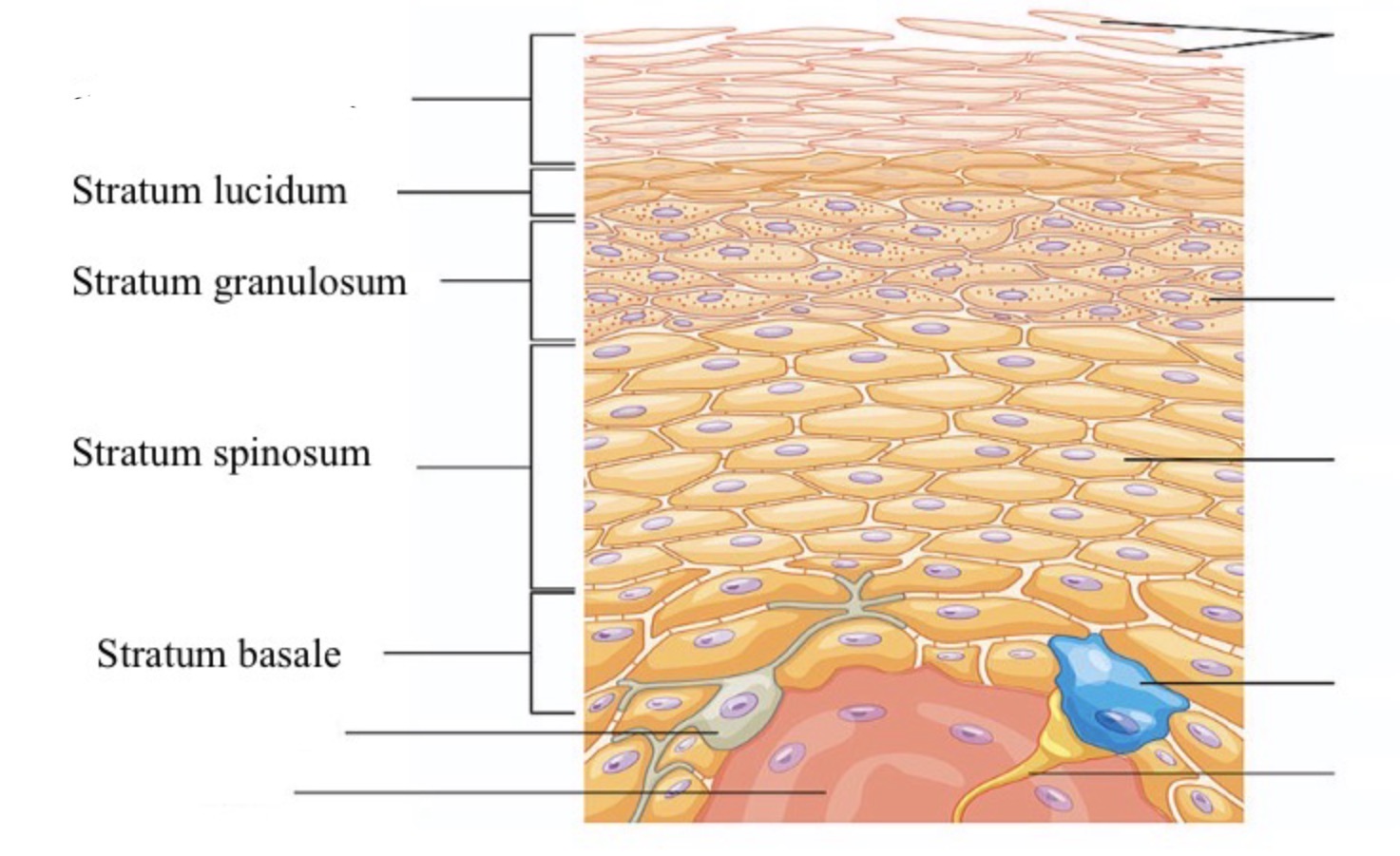 <p>what layer of the epidermis is this?</p>