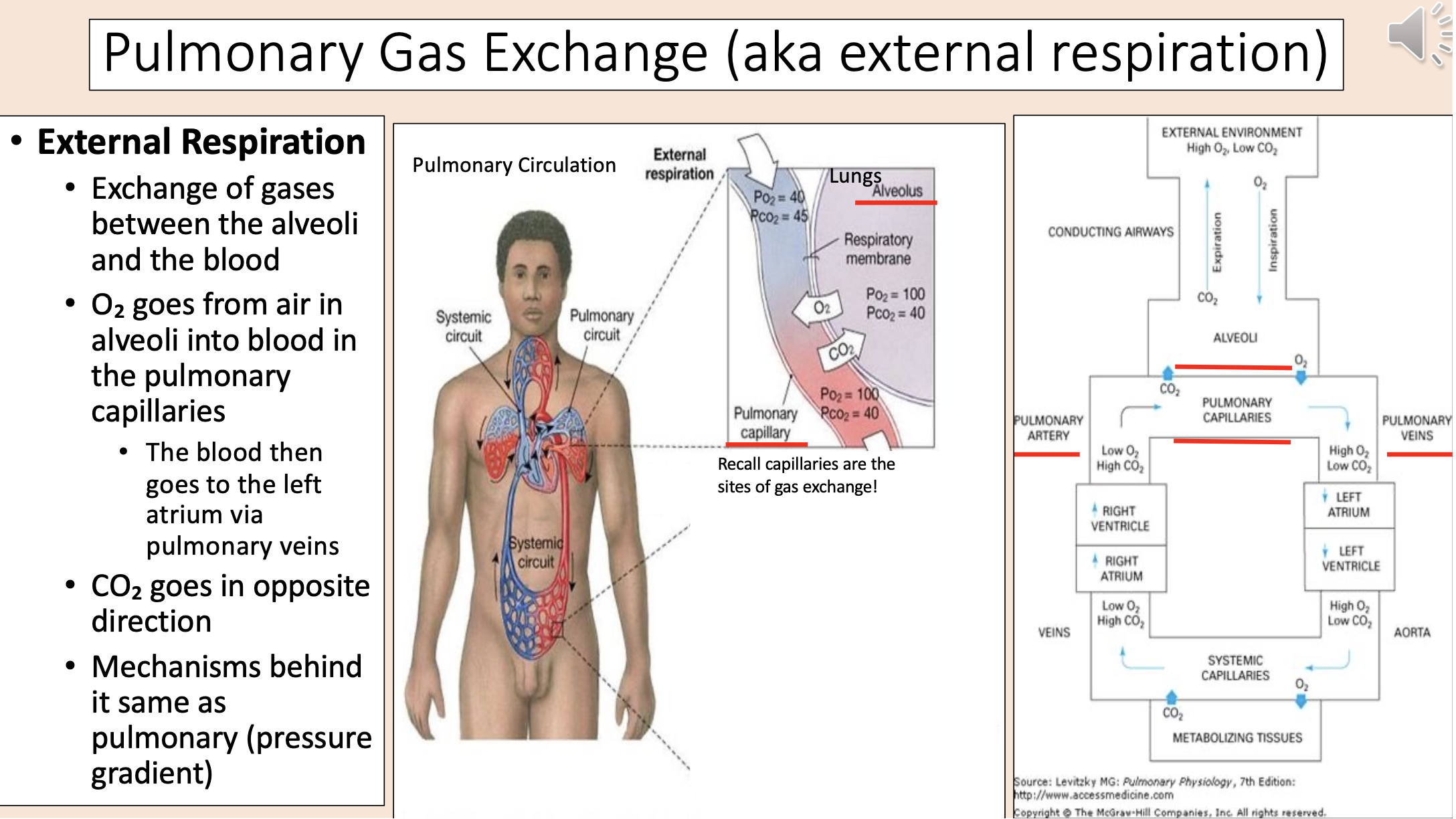 <p><span>Pulmonary Gas Exchange (aka external respiration).</span></p><p>•<span> <strong>External Respiration.</strong></span></p><p>•<span> Exchange of gases between the alveoli and the blood.</span></p><p>• <span>O<sub>2</sub> goes from air in alveoli into blood in the pulmonary capillaries.</span></p><p><span>• Thebloodthen goes to the left atrium via pulmonary veins.</span></p><p>• <span>CO<sub>2</sub> goes in opposite direction.</span></p><p>• <span>Mechanisms behind it same as pulmonary (pressure gradient).</span></p><p><span>Alveolus Lungs.</span></p><p><span>Pulmonary capillary.</span></p><p><span>Recall capillaries are the sites of gas exchange!</span></p>