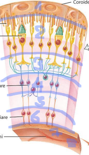 <p>come è fatta la retina?</p>