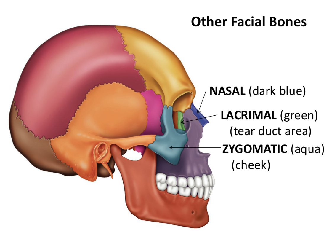 <p>Lacrimal Bone <strong>Facial bones = bones of face but NOT around brain</strong></p>