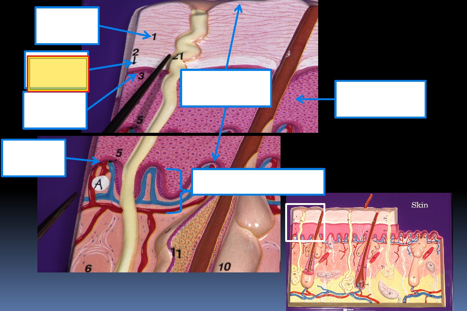 <p>structure 2</p>
