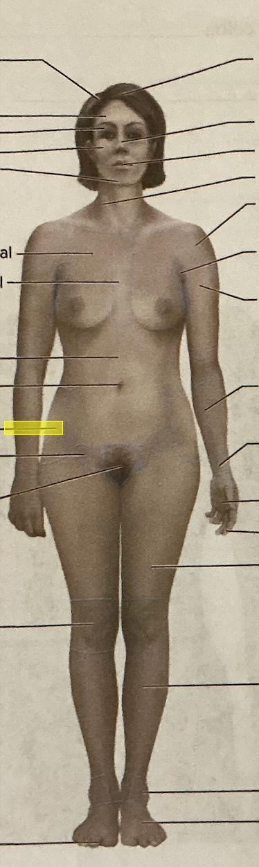 <p>identify the region of the body</p>