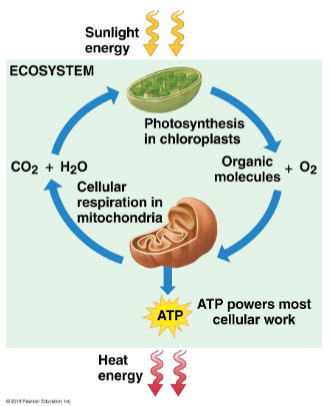 <p><span>Photosynthesis and cellular respiration work together to provide energy to all living organisms</span></p>