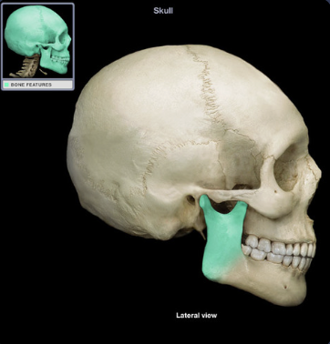 <p>extension that forms at an angle with the rest of the bone</p>