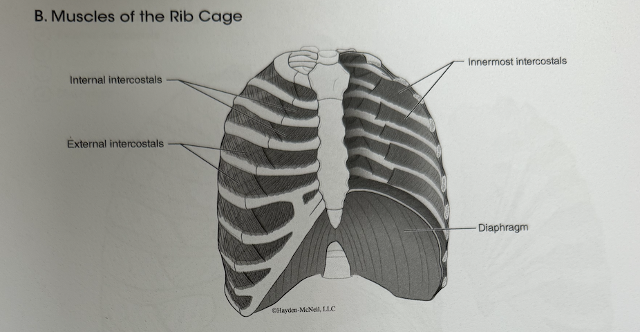 <p>the fibers of ___ run on either side of your chest from superior-lateral to inferior-medial</p>
