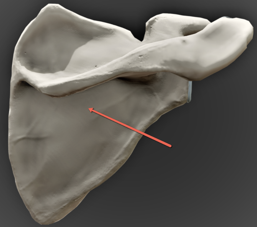 <p><span><strong>Identify the bone marking indicated by the pointer.</strong></span></p>