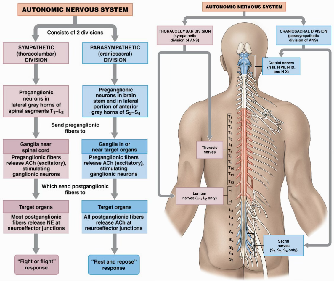 <p>Sympathetic: </p><ol><li><p>Preganglionic neurons in the lateral gray horns </p></li><li><p>Release ACh (excitatory) close to the spinal cord</p></li><li><p>Post ganglionic fibers release NE, but epinephrine in the adrenal medulla. </p></li><li><p>Response: “Flight or fight” </p></li></ol><p></p><p>Parasympathetic: </p><ol><li><p>Preganglionic neurons in lateral gray horns </p></li><li><p>Release ACh (excitatory) but far from the spinal cord </p></li><li><p>Post ganglionic fibers release ACh. </p></li><li><p>Response: “Rest and digest” </p></li></ol><p></p>