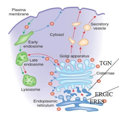 <p>ERGIC, moves cargo to Golgi</p>