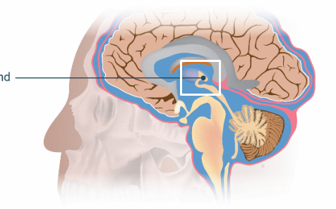 <p>Melatonin secretion </p>
