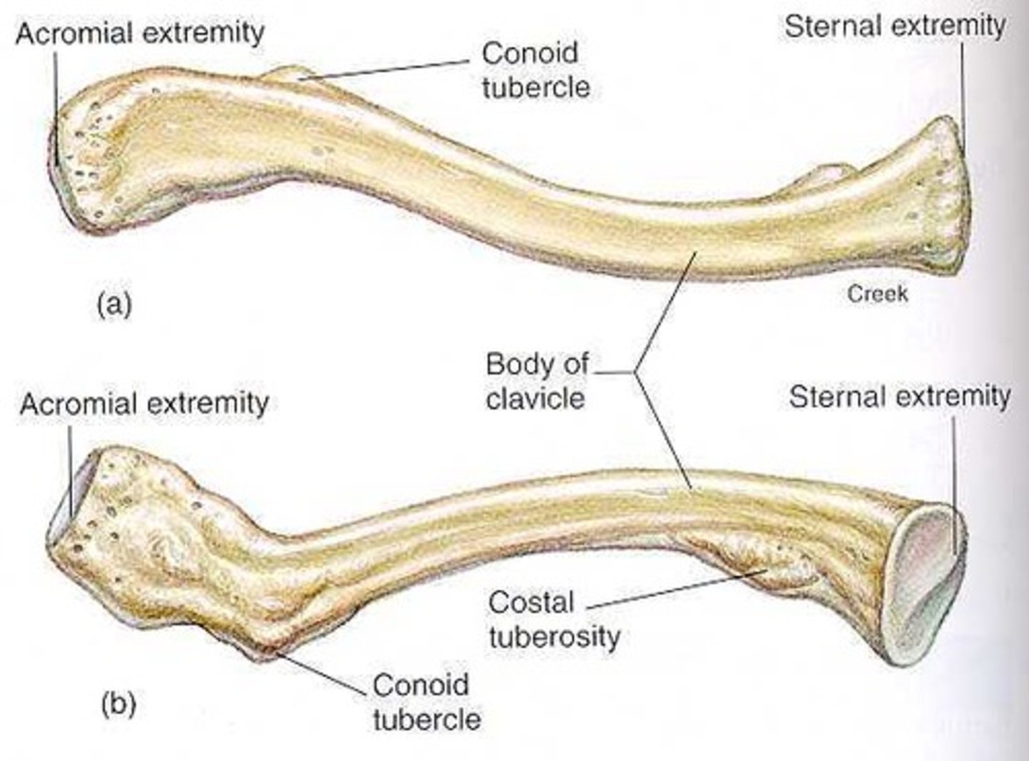 <p>- Sternal and Acromial ends</p><p>-Sternal end conncected to sternum</p>