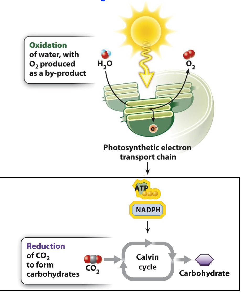 <ul><li><p><span>CO2 Fixation</span></p><ul><li><p><span>Electrons in NADPH and the ATP’s used to convert CO2 into organic compounds/carbohydrates (CH2O)&nbsp;</span></p></li><li><p><span>First into 3-carbon compounds which are further processed to make glucose&nbsp;</span></p></li><li><p>Take place in the <strong>stroma</strong> of chloroplasts and do not require light directly.</p></li></ul></li></ul><p></p>