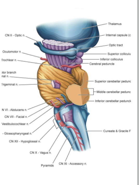 <p>Pons: The Cerebellar Peduncles</p>