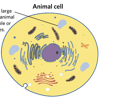 <p>Fill in Animal Cell</p><p></p>