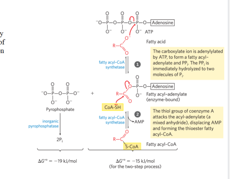 <p>fatty acid + ATP -(fatty acyl-CoA synthetase)-> fatty acyl-adenylate -(fatty acyl-Coa synthetase)-> fatty acyl-CoA + 2Pi</p><p>forms thioester when fatty acyl-CoA is synthesized -> highly negative ∆G</p>