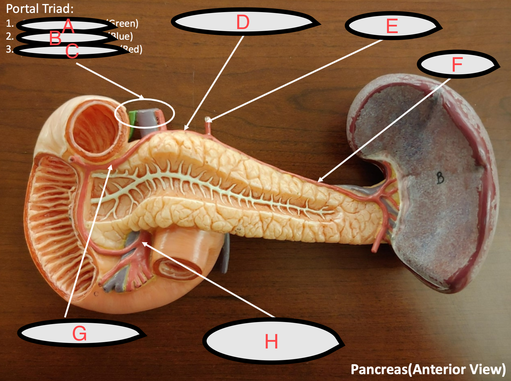 <p>what’s labeled</p>