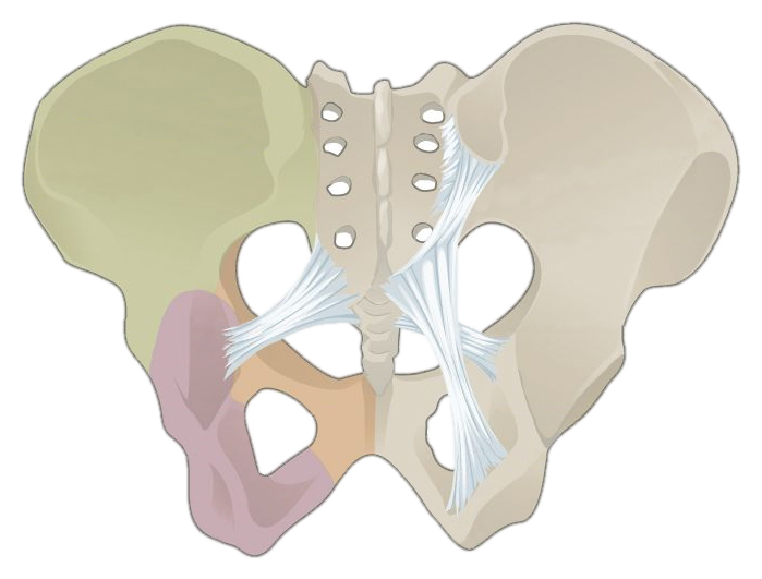 <p>Ligaments of the Pelvic Girdle and the structures they attach</p>