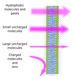 <p>Whys the plasma membrane selectively permeable?</p>