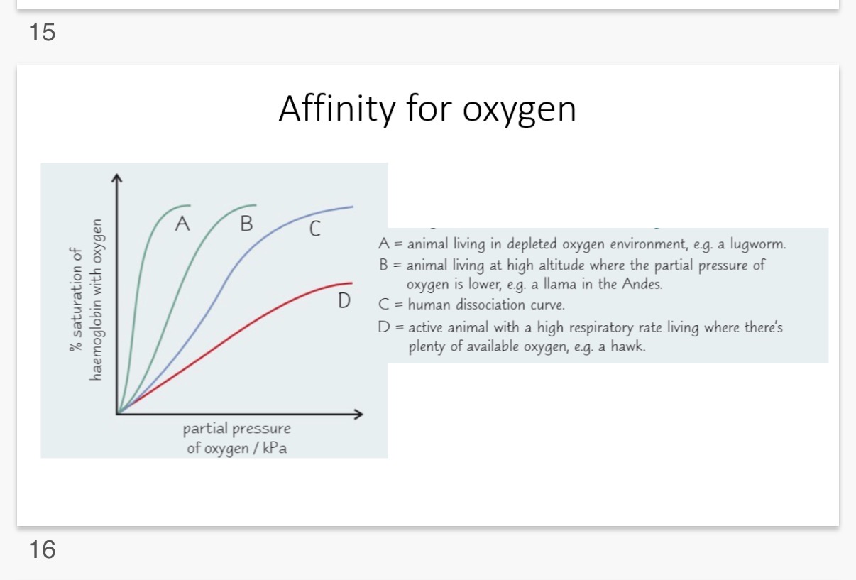 <p>(Explanation for curve 1)</p><p><span><span>1. Curve A: High Affinity (The Lugworm)</span></span></p><p><span><span>• Environment: Oxygen-depleted (e.g., in muddy burrows where water contains very little O_2).</span></span></p><p><span><span>• Adaptation: Because there is so little oxygen available, the lugworm's haemoglobin must be extremely "greedy."</span></span></p><p><span><span>• Why Curve A: It reaches 100% saturation at a very low partial pressure of oxygen. It loads up on O_2 even when there is hardly any around.</span></span></p>