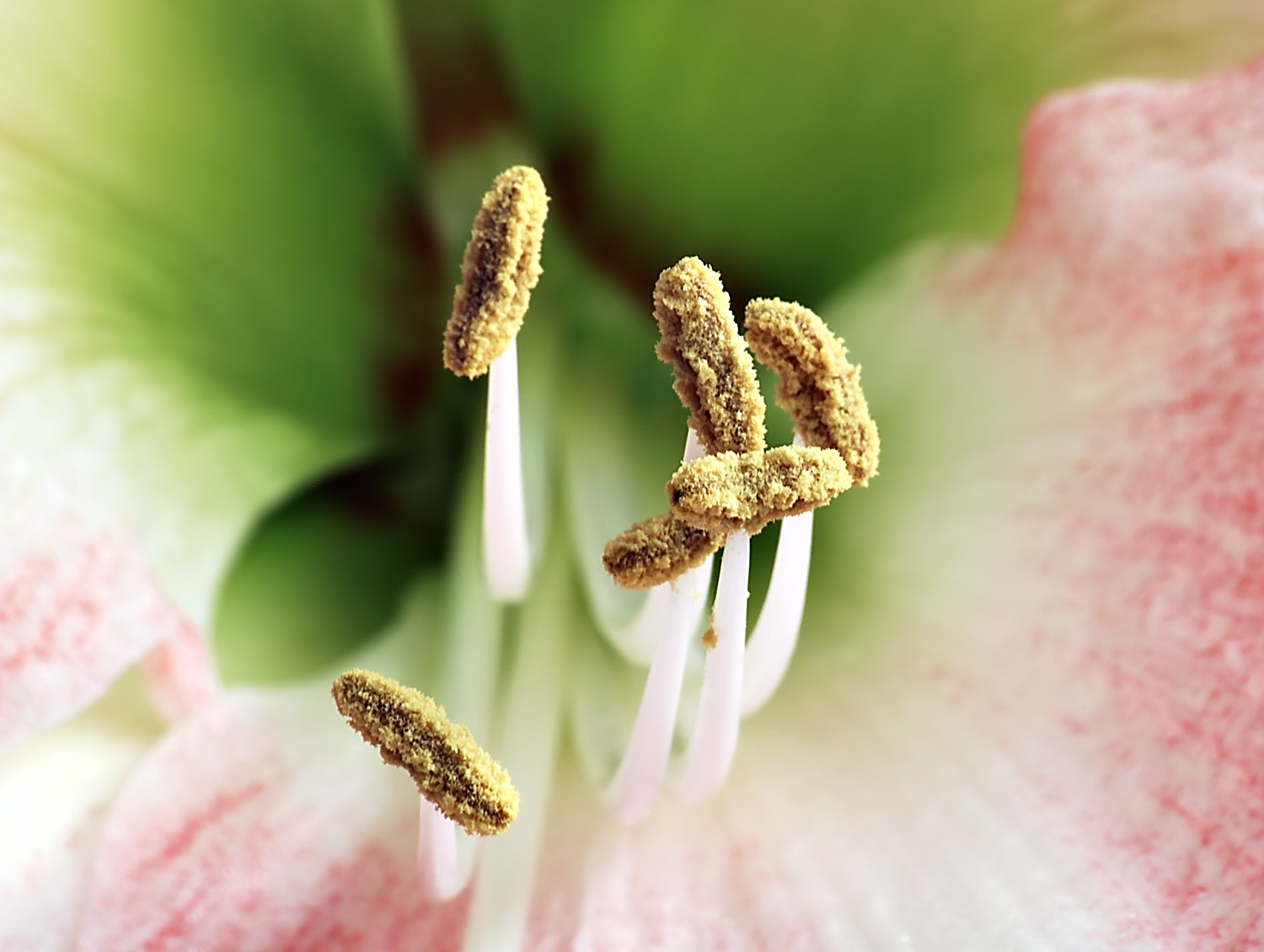 <p>Male reproductive parts of the flower</p>