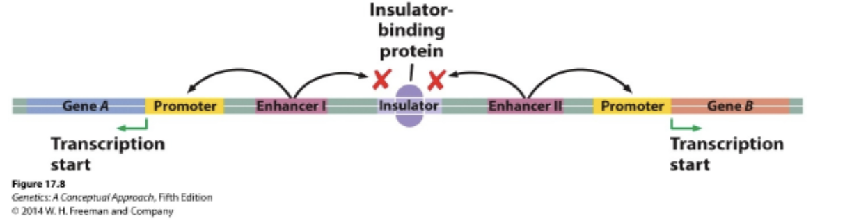 <p>Given the following figure, what would be the effect of a mutation that occurred in the insulator that prevented the binding of the insulator-binding protein?</p><p>a. As long as the insulator sequence is not deleted, there will be no change in the transcription regulation of Gene A or B.</p><p>b. Enhancer I would no longer be able to stimulate the transcription of Gene B.</p><p>c. Enhancer I will be able to hypermethylate Gene B.</p><p>d. Enhancer II will no longer be able to stimulate the transcription of Gene A.</p><p>e. Both Enhancer 1 and Enhancer II would be able to stimulate the transcription of Genes A and B.</p>